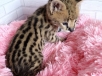 serval kitten